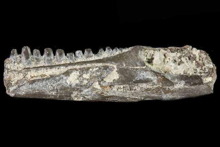 Permian Reptile (Captorhinus) Jaw Section - Oklahoma #79470